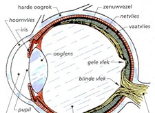 Een doorsnede van het oog met aanduiding van de diverse onderdelen (bron: http://www.debelgischeoptiekgids.be)
