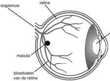 Schematische doorsnede van het oog met aanduiding van o.a. retina en oogzenuw (bron: mst.nl)