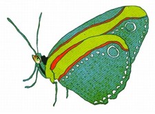 A butterfly from Snizzly Snouts
