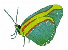 A butterfly from Snizzly Snouts