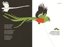 A double page from the book: quetzal and caterpillar