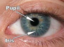een oog met aanduiding van de pupil en de iris