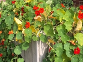 Verhoogde plantenbak vol bloeiend groen