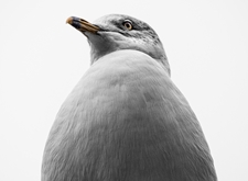 Close-up van een meeuw