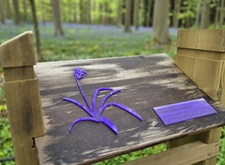 Voelplaat van de hyacint in het paars bloeiende Hallerbos